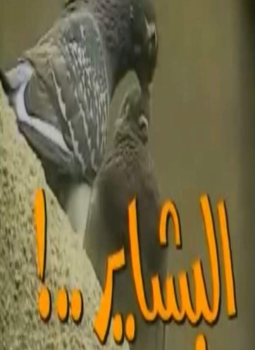 البشاير